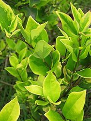 Tricolor Glossy Privet (Ligustrum lucidum 'Tricolor') at Lakeshore Garden Centres