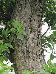 Shiny Xylosma (Xylosma congestum) at Lakeshore Garden Centres