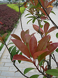 Rubens Photinia (Photinia glabra 'Rubens') at Lakeshore Garden Centres