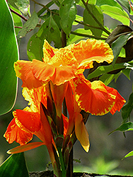 Color Clown Canna (Canna 'Color Clown') at Lakeshore Garden Centres