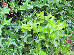 Chinese Holly (Ilex cornuta) at Lakeshore Garden Centres