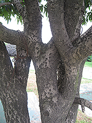 Fragrant Tea Olive (Osmanthus fragrans 'var. thunbergii') at Lakeshore Garden Centres