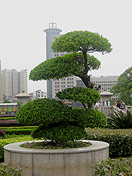 Xylosma (Xylosma racemosum) at Lakeshore Garden Centres