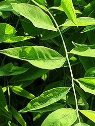 Pendula Japanese Pagoda Tree (Sophora japonica 'Pendula') at Lakeshore Garden Centres
