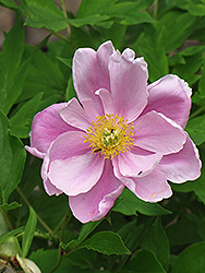 Praecox Anemone (Anemone hupehensis 'Praecox') at Lakeshore Garden Centres