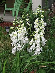 White Flowered Foxglove (Digitalis purpurea 'Albiflora') at Lakeshore Garden Centres