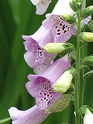 Camelot Lavender Foxglove (Digitalis purpurea 'Camelot Lavender') at A Very Successful Garden Center