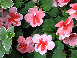 Patchwork Pink Shades Impatiens (Impatiens 'Balpapinade') at Lakeshore Garden Centres