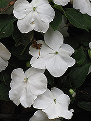 DeZire White Impatiens (Impatiens 'DeZire White') at Lakeshore Garden Centres