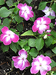 Stardust Violet Impatiens (Impatiens 'Stardust Violet') at Lakeshore Garden Centres