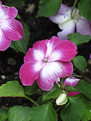 Stardust Violet Impatiens (Impatiens 'Stardust Violet') at Lakeshore Garden Centres