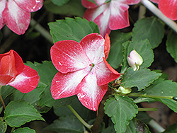 Stardust Rose Impatiens (Impatiens 'Stardust Rose') at Lakeshore Garden Centres