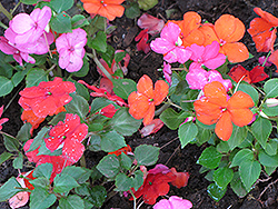 Super Elfin XP Bold Mix Impatiens (Impatiens walleriana 'Super Elfin XP Bold Mix') at Lakeshore Garden Centres