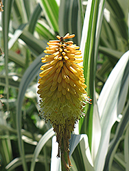 Yellow Cheer Torchlily (Kniphofia uvaria 'Yellow Cheer') at Lakeshore Garden Centres