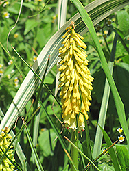 Yellow Hammer Torchlily (Kniphofia 'Yellow Hammer') at Lakeshore Garden Centres