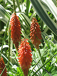 Samuel's Sensation Torchlily (Kniphofia 'Samuel's Sensation') at Lakeshore Garden Centres