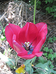 Apeldoorn Tulip (Tulipa 'Apeldoorn') at Lakeshore Garden Centres