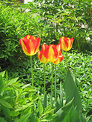 Antoinette Tulip (Tulipa 'Antoinette') at Peter Knippel Garden Centre