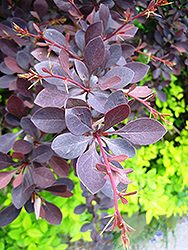 Red Leaf Japanese Barberry (Berberis thunbergii 'Atropurpurea') at Lakeshore Garden Centres