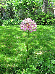 Purple Rain Ornamental Onion (Allium 'Purple Rain') at Lakeshore Garden Centres