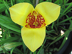 Canariensis Tiger Flower (Tigridia pavonia 'Canariensis') at Lakeshore Garden Centres