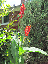 President Canna (Canna 'President') at Lakeshore Garden Centres
