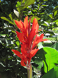 President Canna (Canna 'President') at Lakeshore Garden Centres