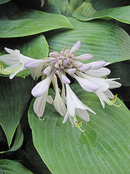 Halcyon Hosta (Hosta 'Halcyon') at Golden Acre Home & Garden