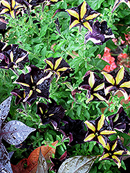 Phantom Petunia (Petunia 'Phantom') at Lakeshore Garden Centres