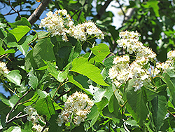 Washington Hawthorn (Crataegus phaenopyrum) at Lakeshore Garden Centres