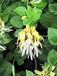 Hall's Japanese Honeysuckle (Lonicera japonica 'Halliana') at Green Thumb Garden Centre
