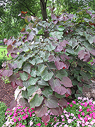 Forest Pansy Redbud (Cercis canadensis 'Forest Pansy') at Mainescape Nursery