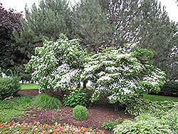 Chinese Dogwood (Cornus kousa 'var. chinensis') at Lakeshore Garden Centres