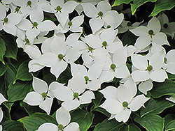 Chinese Dogwood (Cornus kousa 'var. chinensis') at Lakeshore Garden Centres