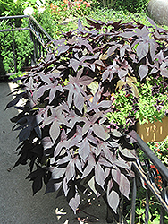 Proven Accents Blackie Sweet Potato Vine (Ipomoea batatas 'Blackie') at Lakeshore Garden Centres