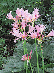 Surprise Lily (Lycoris squamigera) at Lakeshore Garden Centres