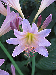 Surprise Lily (Lycoris squamigera) at Lakeshore Garden Centres