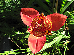 Speciosa Tiger Flower (Tigridia pavonia 'Speciosa') at Lakeshore Garden Centres