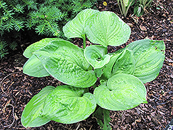 Warwick Essence Hosta (Hosta 'Warwick Essence') at Lakeshore Garden Centres