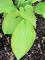 Lime Piecrust Hosta (Hosta 'Lime Piecrust') at Lakeshore Garden Centres
