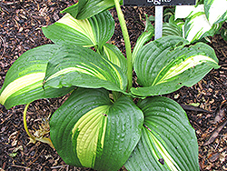 Hollywood Lights Hosta (Hosta 'Hollywood Lights') at Lakeshore Garden Centres