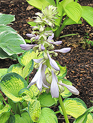 Hollywood Lights Hosta (Hosta 'Hollywood Lights') at Lakeshore Garden Centres