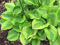 Grand Tiara Hosta (Hosta 'Grand Tiara') at Lakeshore Garden Centres