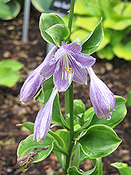 Grand Tiara Hosta (Hosta 'Grand Tiara') at Lakeshore Garden Centres