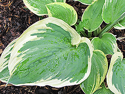 Band of Gold Hosta (Hosta 'Band of Gold') at Lakeshore Garden Centres