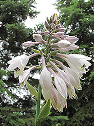 Band of Gold Hosta (Hosta 'Band of Gold') at Lakeshore Garden Centres