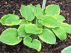 Grand Canyon Hosta (Hosta 'Grand Canyon') at Lakeshore Garden Centres