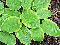 Grand Canyon Hosta (Hosta 'Grand Canyon') at Lakeshore Garden Centres