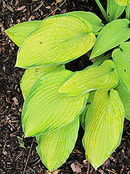 Inniswood Hosta (Hosta 'Inniswood') at Lakeshore Garden Centres