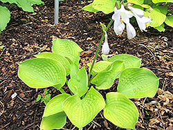 Midas Touch Hosta (Hosta 'Midas Touch') at Lakeshore Garden Centres